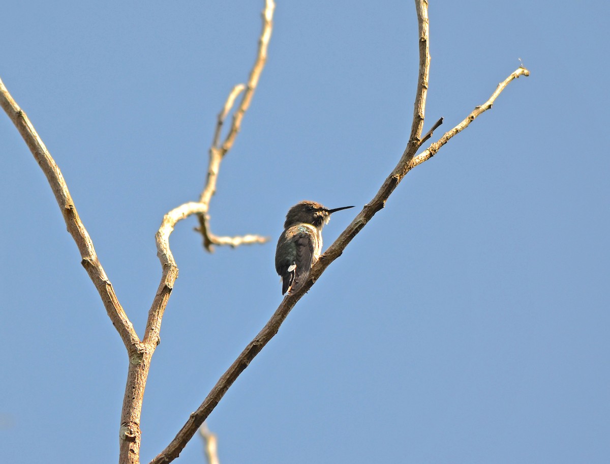 Vervain Hummingbird - ML254464891