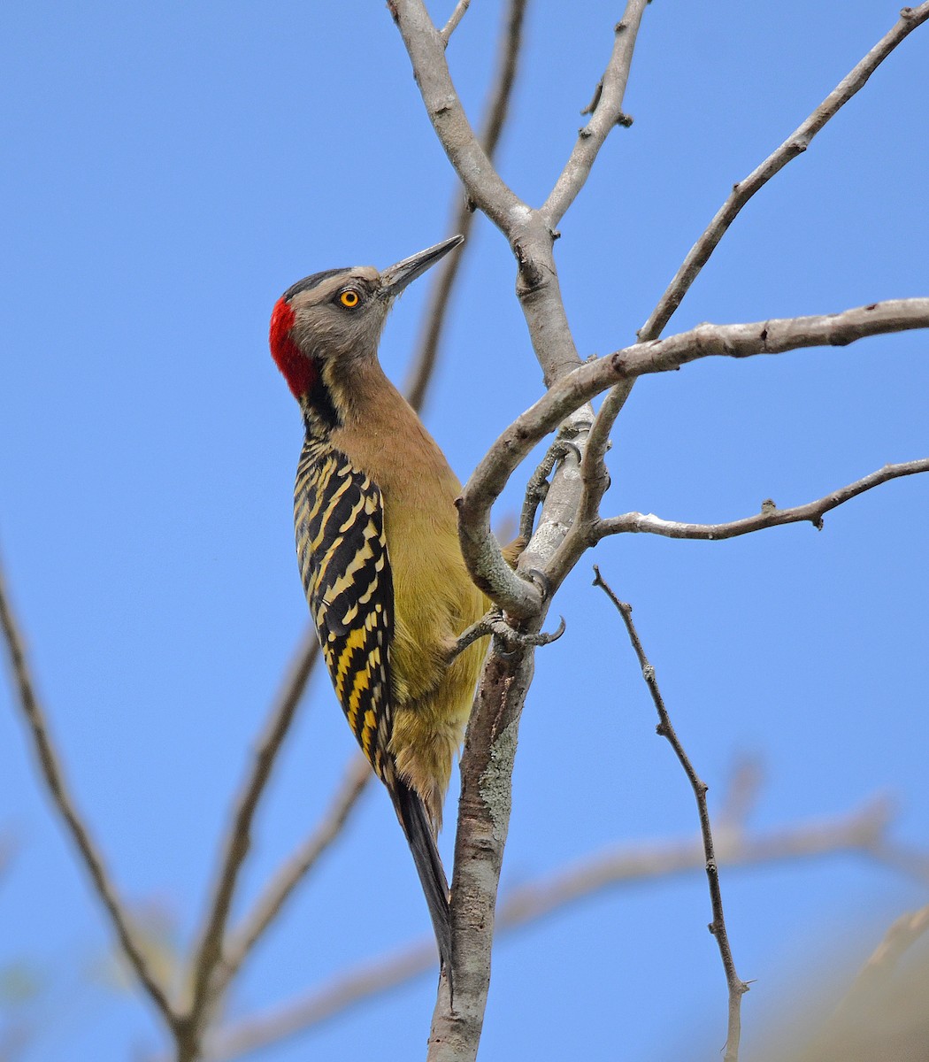 Hispaniolan Woodpecker - ML254465021
