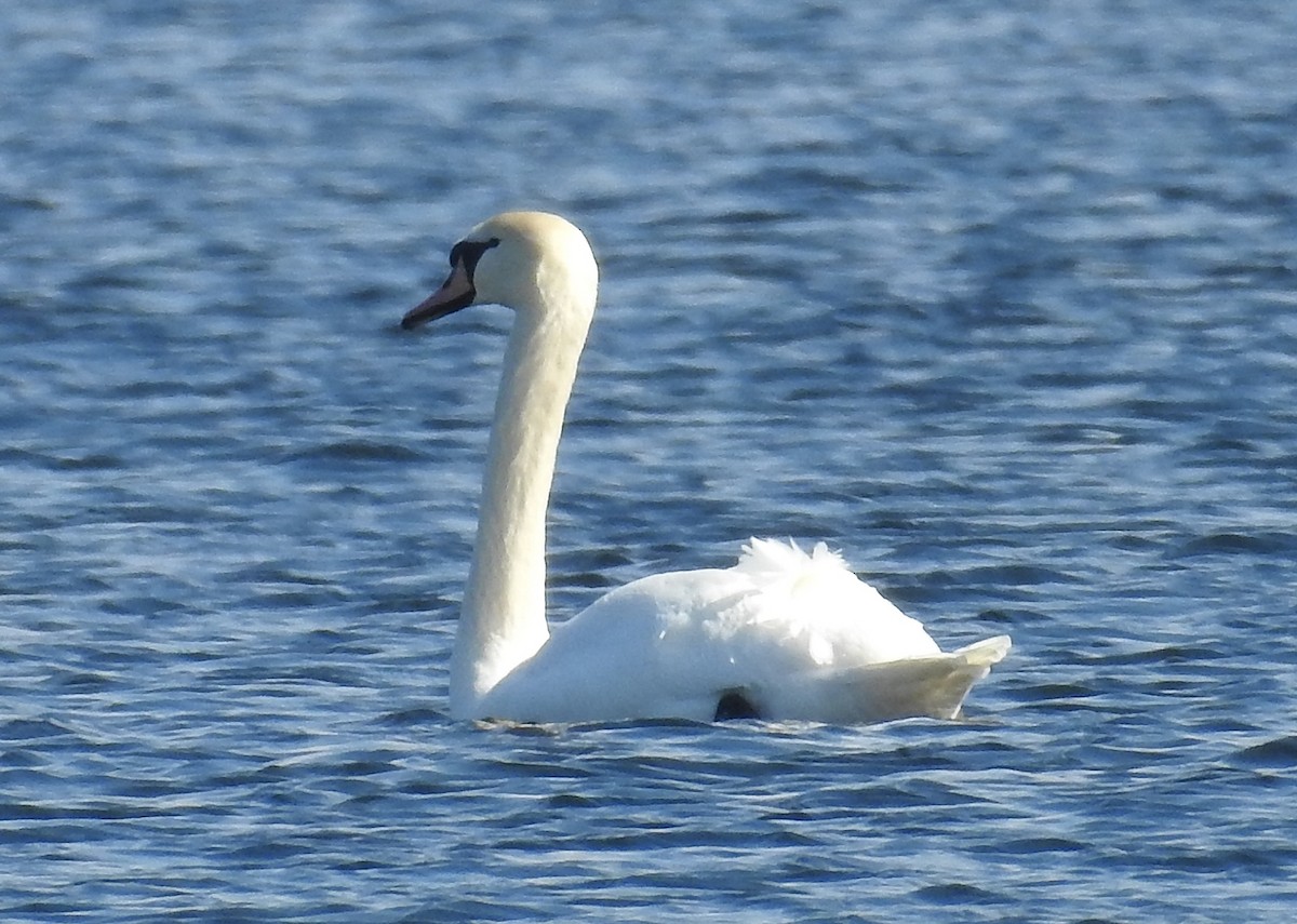 Mute Swan - Donald A. Sutherland
