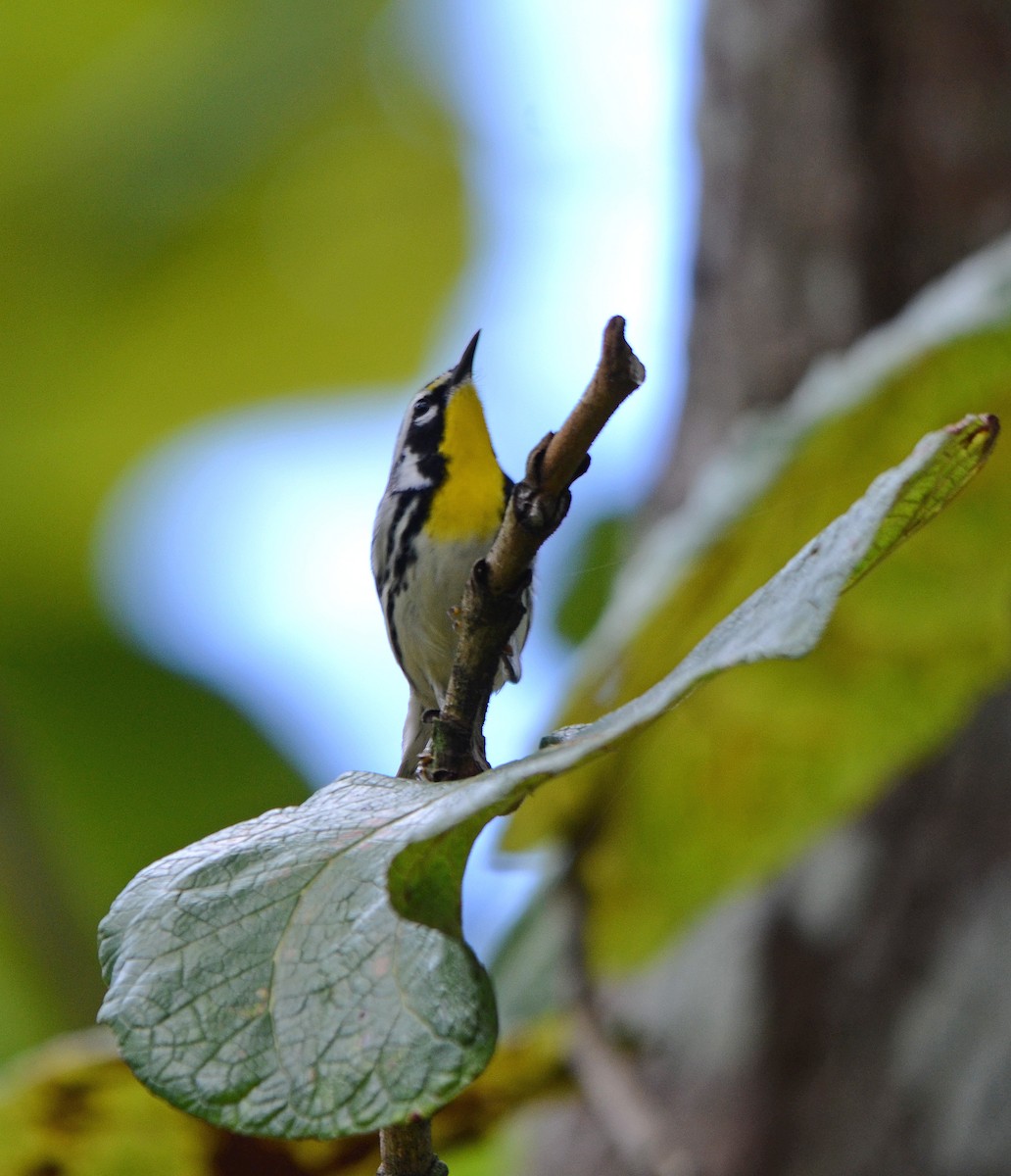 Yellow-throated Warbler - ML254465781