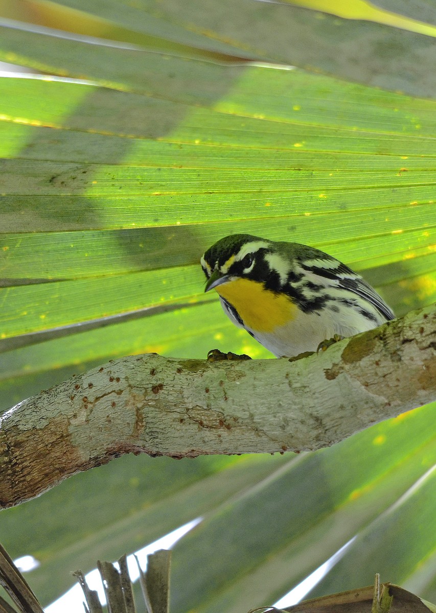 Yellow-throated Warbler - HEMANT KISHAN