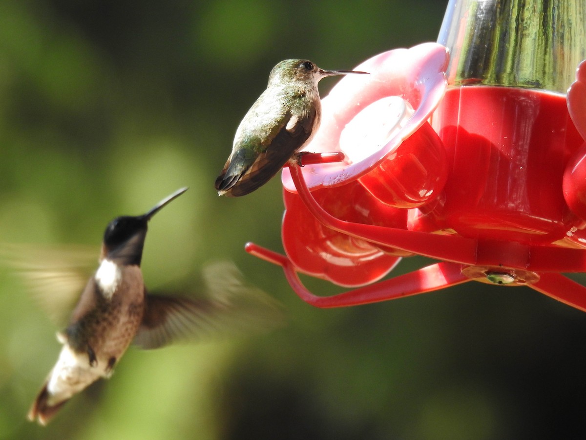 Calliope Hummingbird - Vic Zerbi