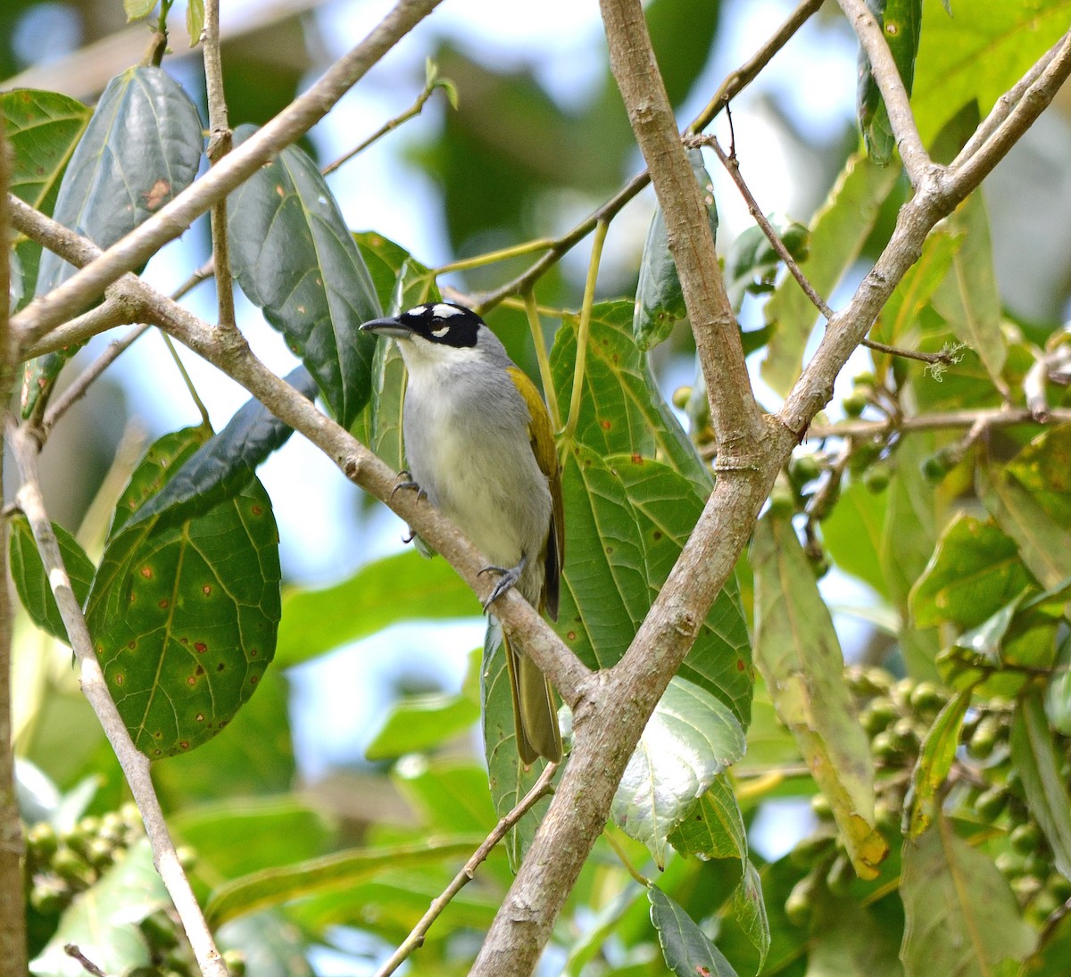 Black-crowned Palm-Tanager - ML254471341