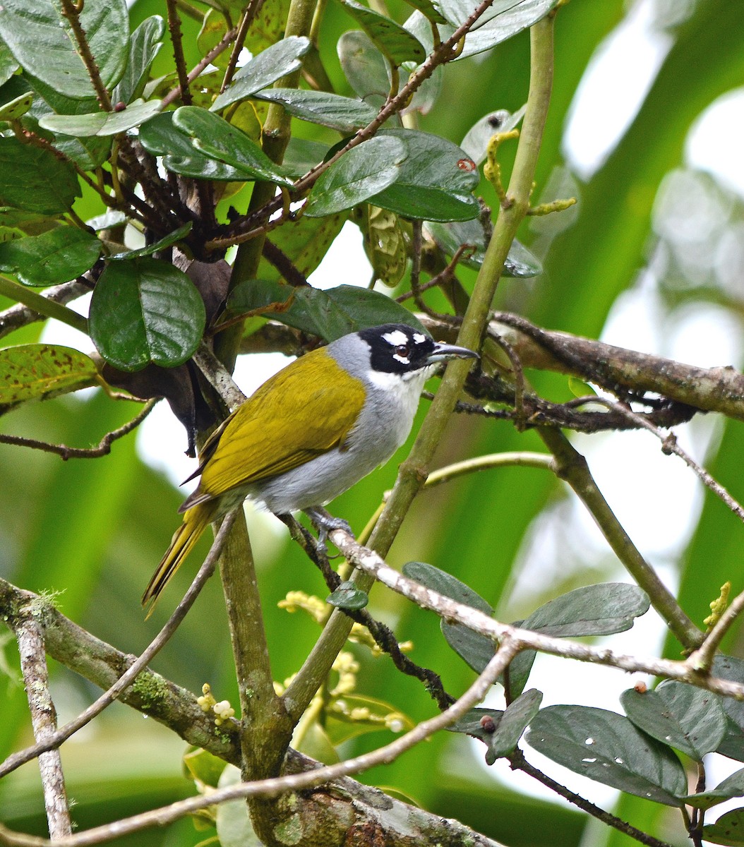 Black-crowned Palm-Tanager - ML254471361