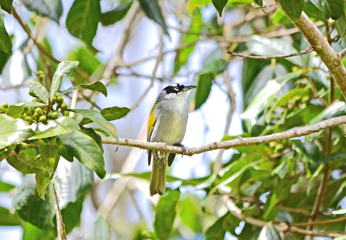 Black-crowned Palm-Tanager - ML254471371