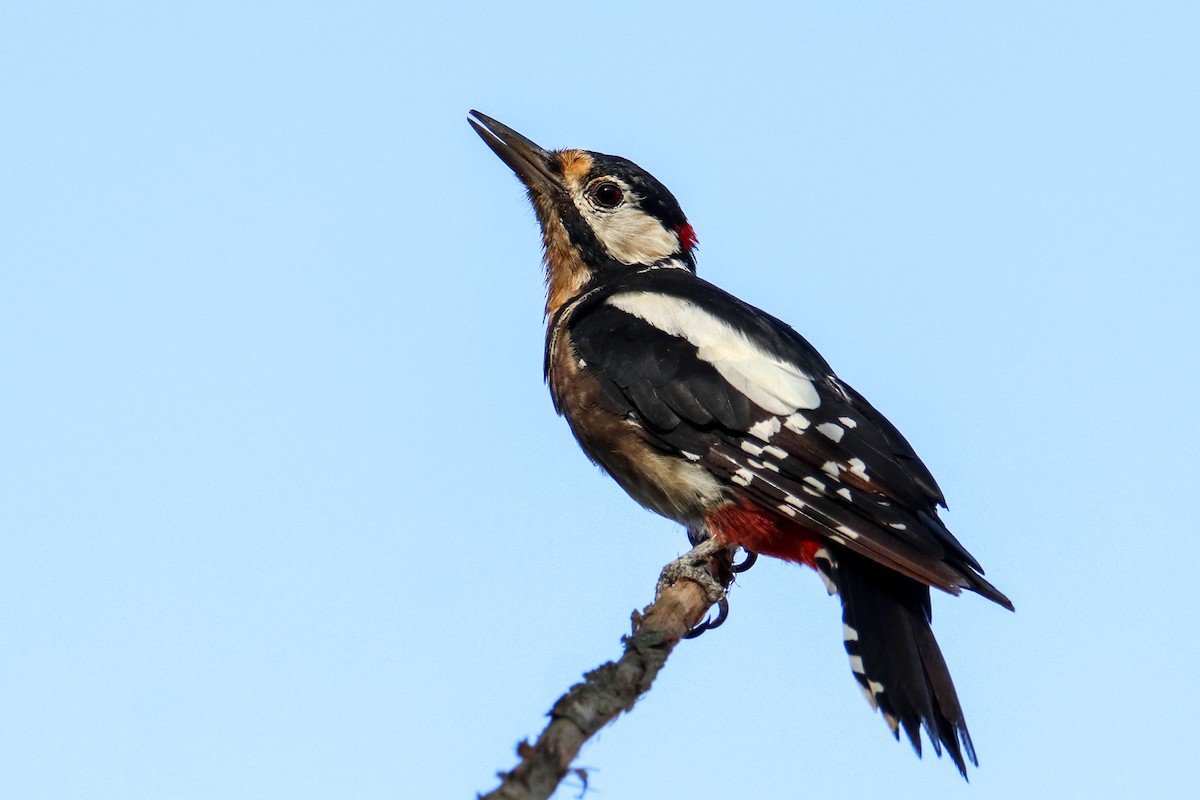 Great Spotted Woodpecker - ML254472741