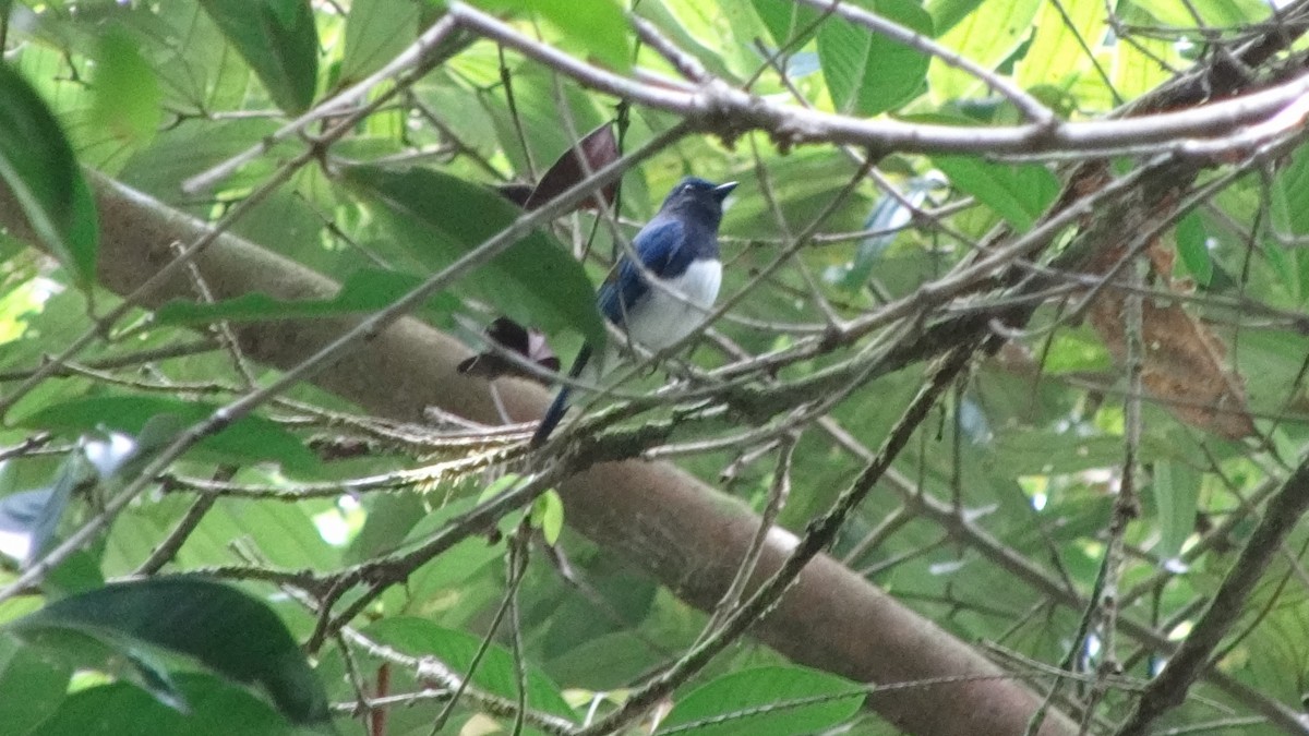Blue-and-white Flycatcher - ML254473071