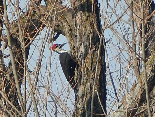 Pileated Woodpecker - Carol Berney