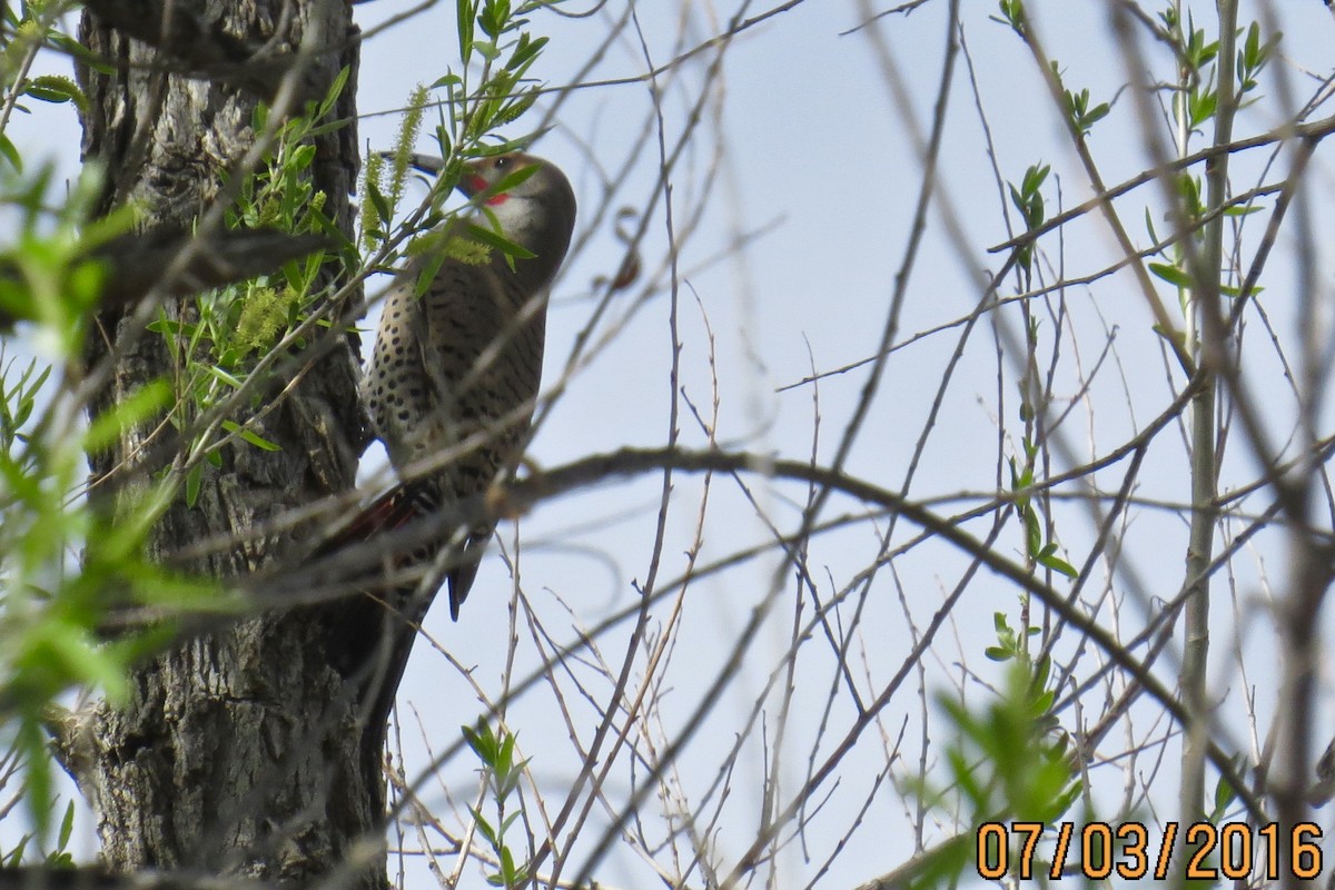Northern Flicker (Red-shafted) - ML25447561