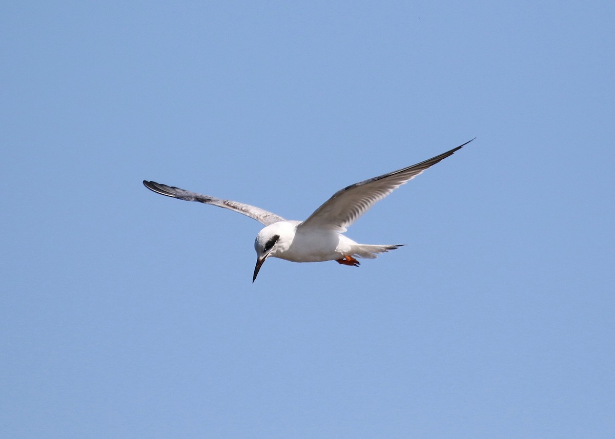 Forster's Tern - Gary Chapin