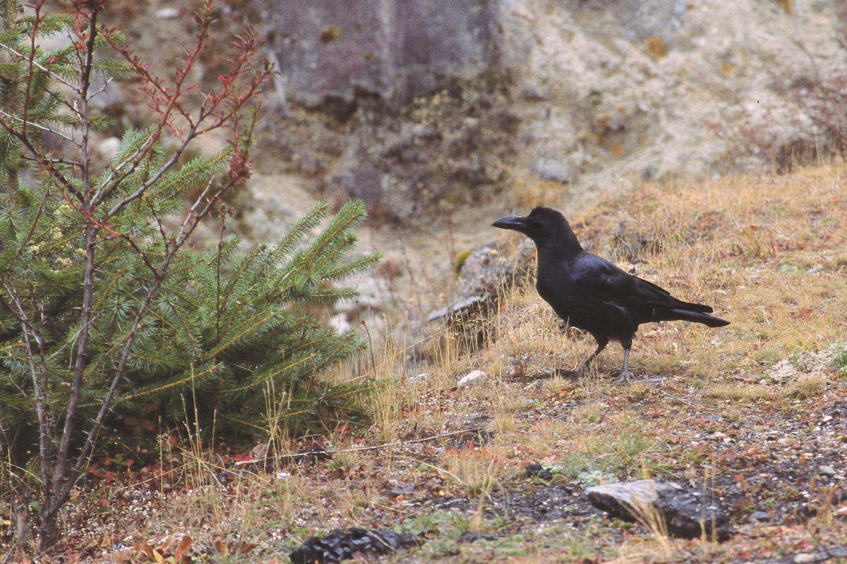 Large-billed Crow - Mark Robbins