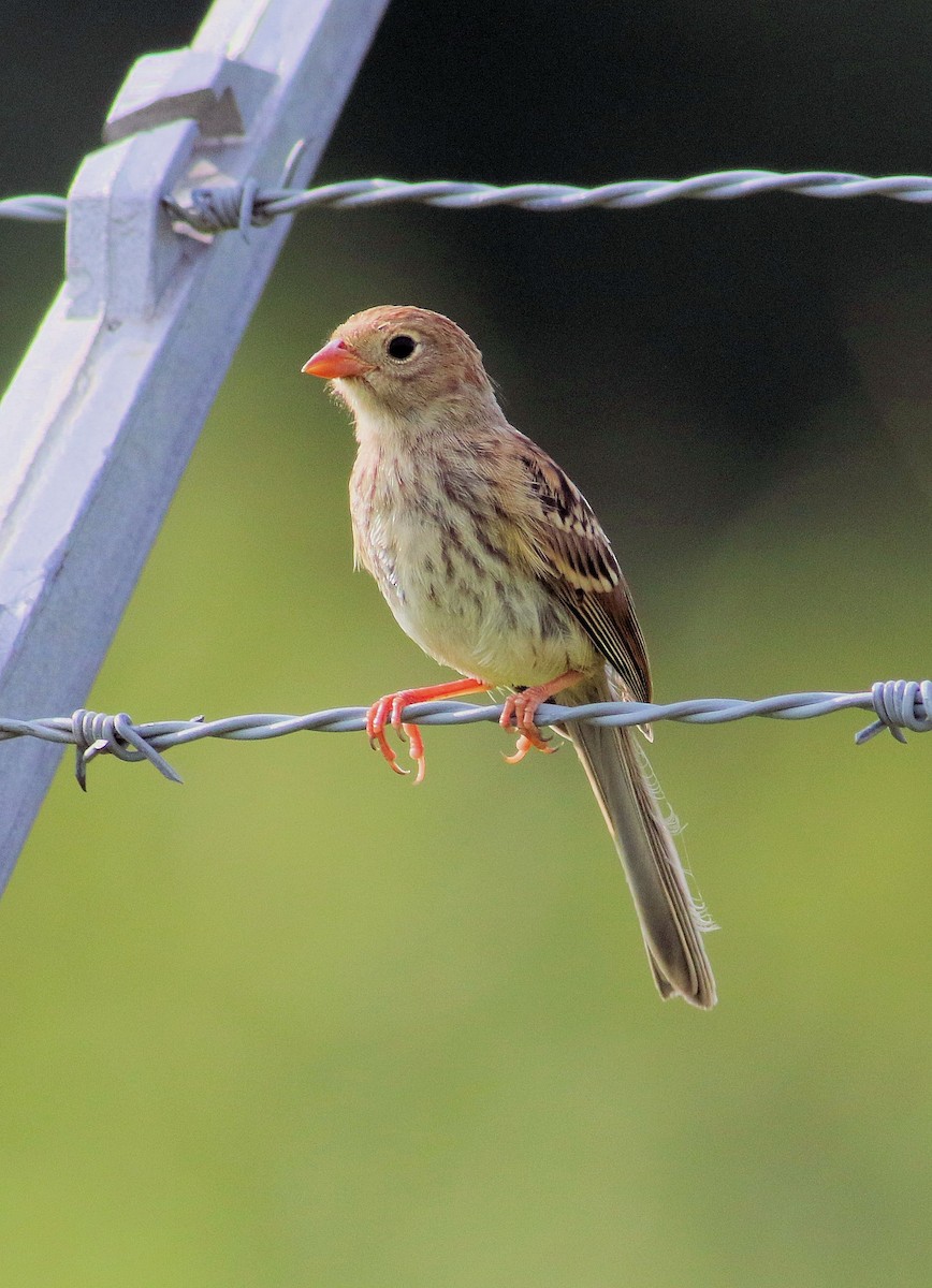 Field Sparrow - John  Cameron