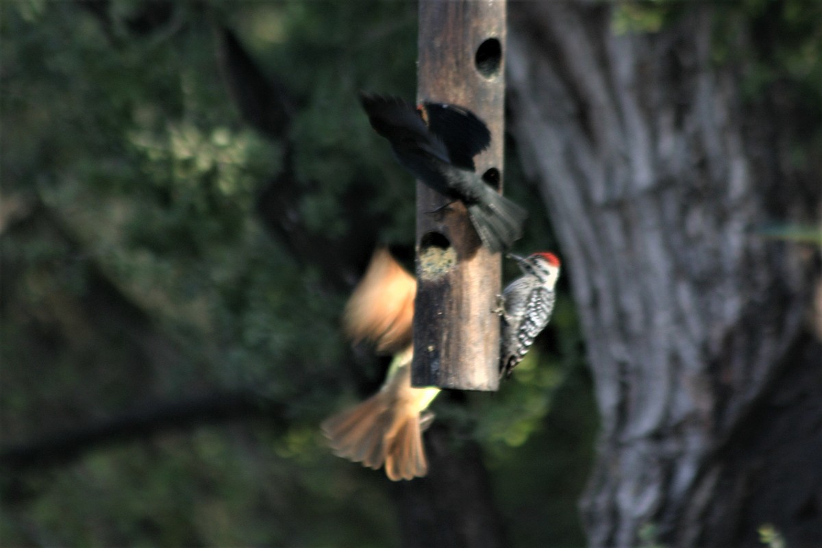 Ladder-backed Woodpecker - Rex Stanford
