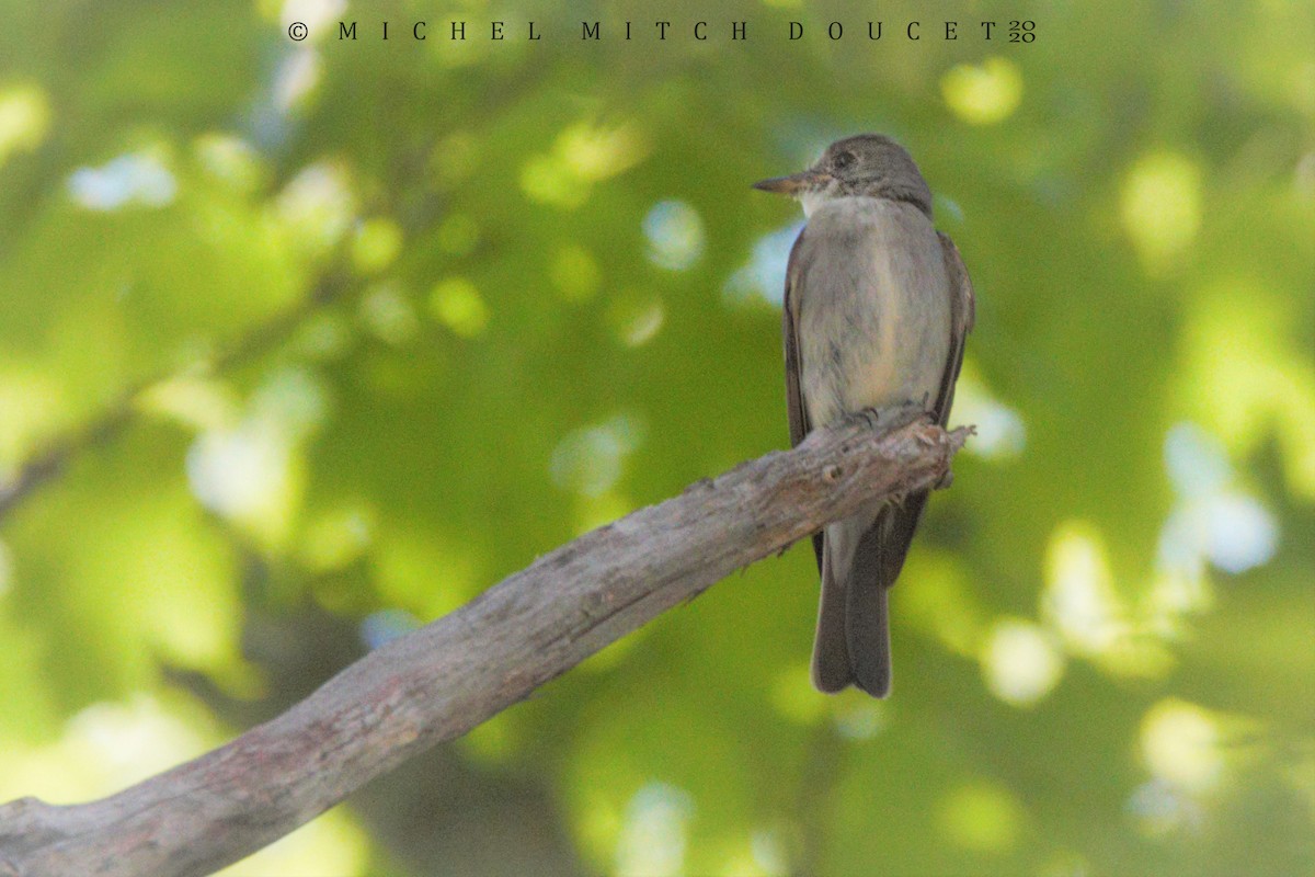 Eastern Wood-Pewee - Mitch (Michel) Doucet