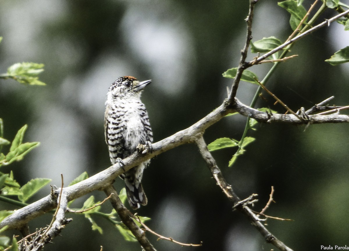 White-barred Piculet - ML254491981