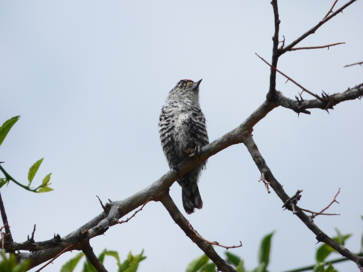 White-barred Piculet - ML254492031