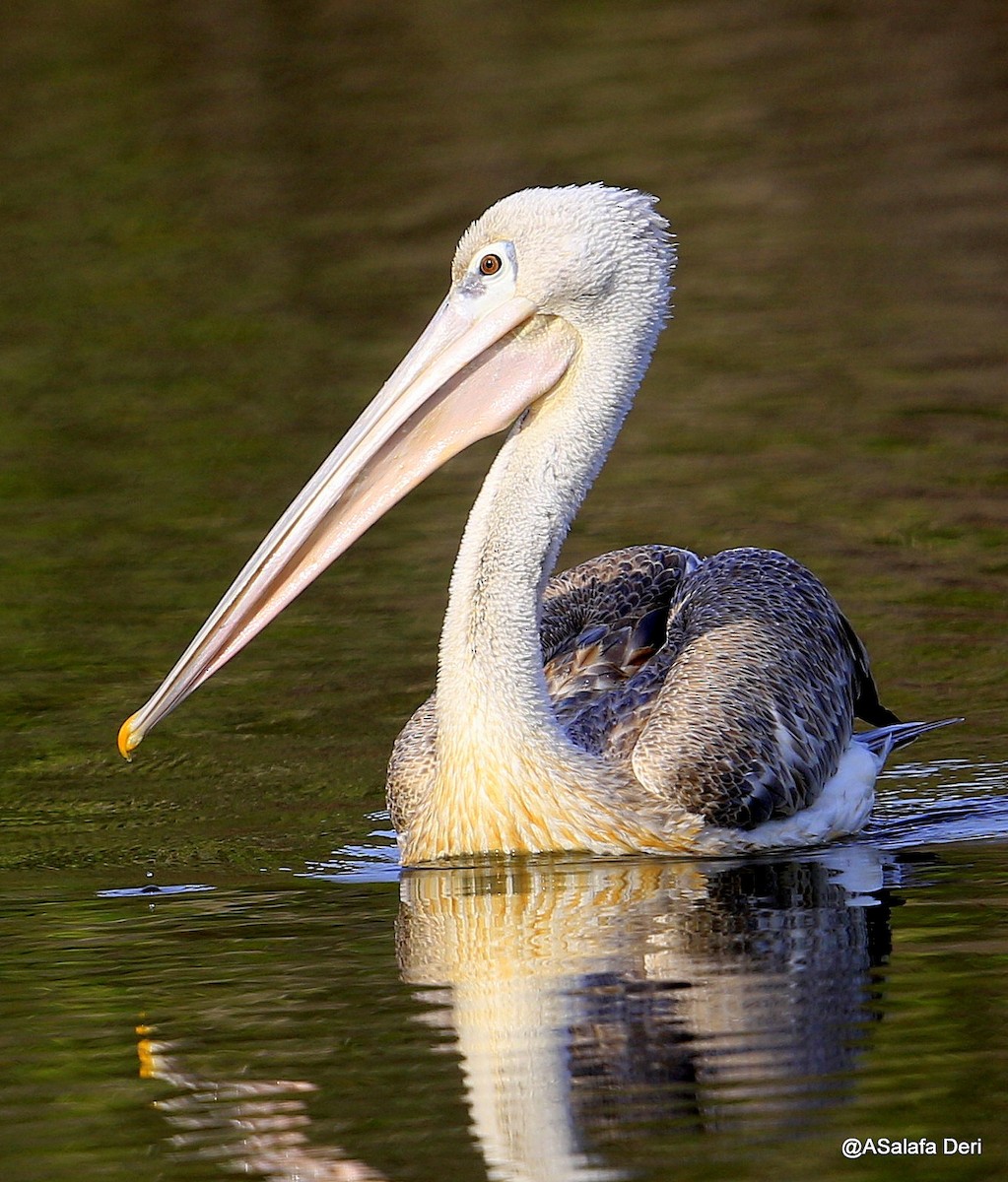 Pink-backed Pelican - ML254493431