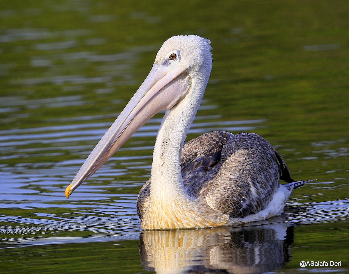 Pink-backed Pelican - ML254493451