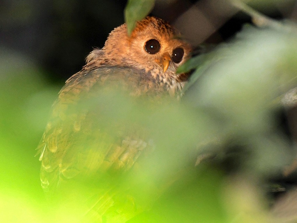 タテジマウオクイフクロウ Ebird