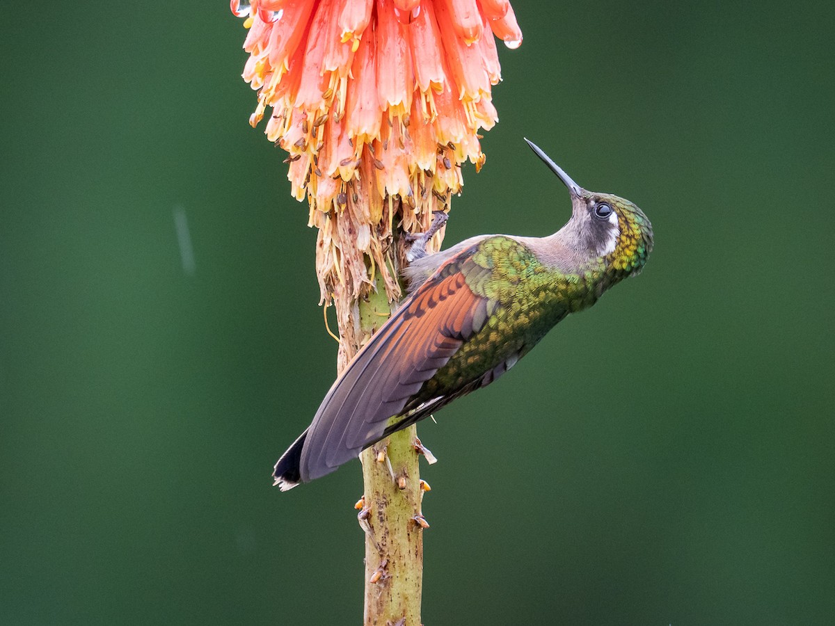 Garnet-throated Hummingbird - Chris Fischer