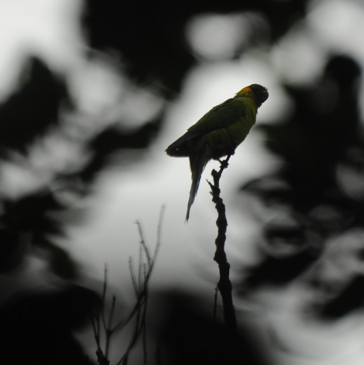 Horned Parakeet - Diana Flora Padron Novoa