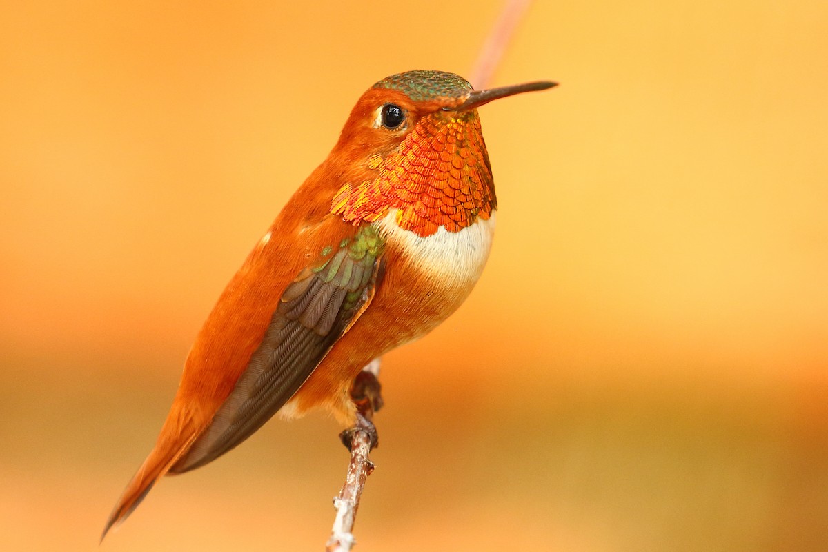 Rufous Hummingbird - Robert Johnson