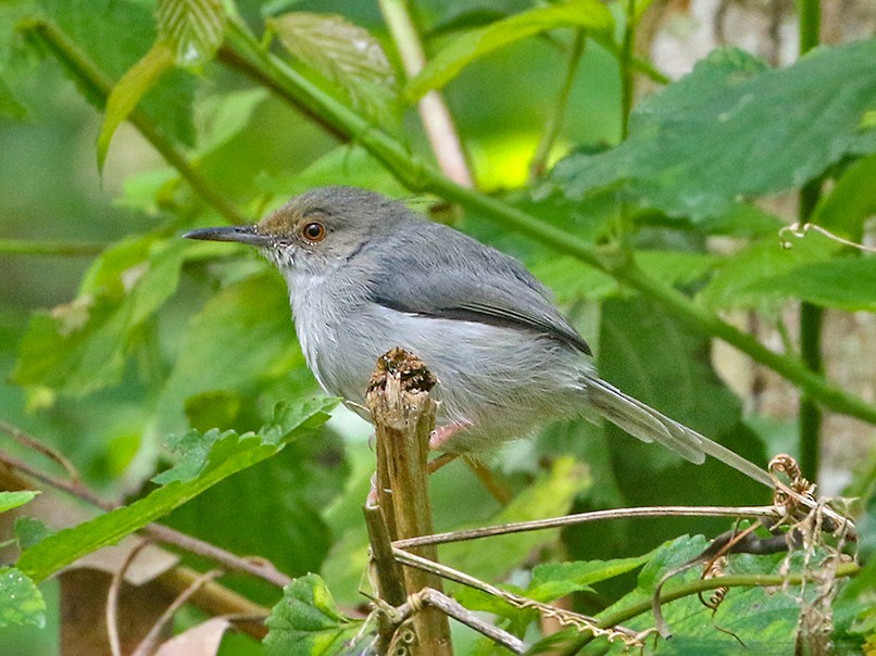 Long-billed Tailorbird - eBird