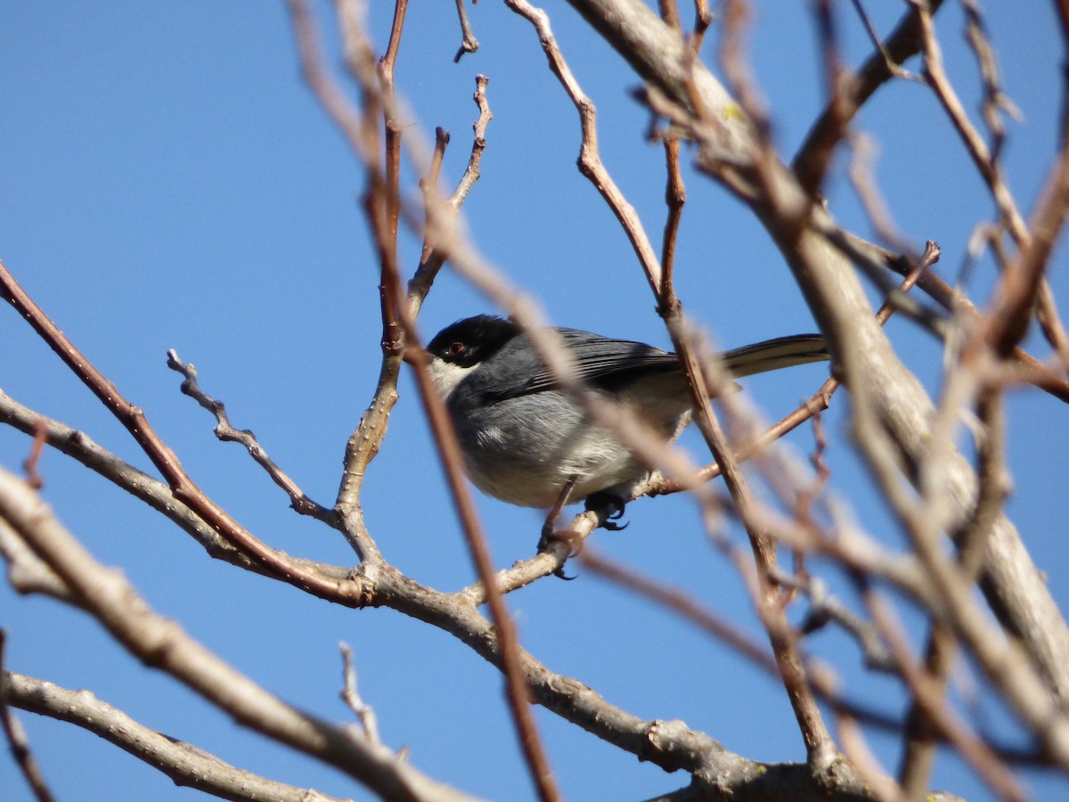 Black-capped Warbling Finch - ML254502151