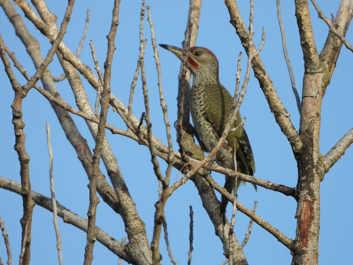 Iberian Green Woodpecker - ML254502341