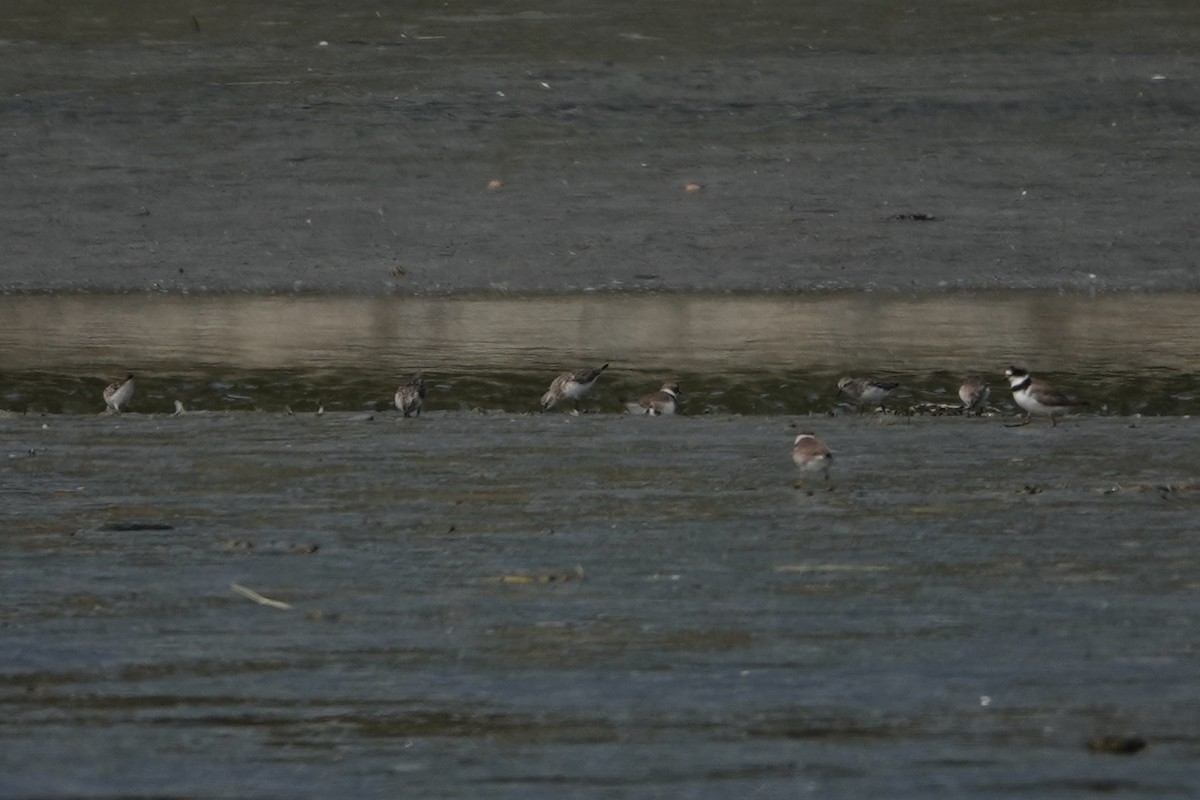 Semipalmated Plover - ML254504521