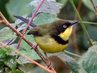  - Yellow-throated Apalis
