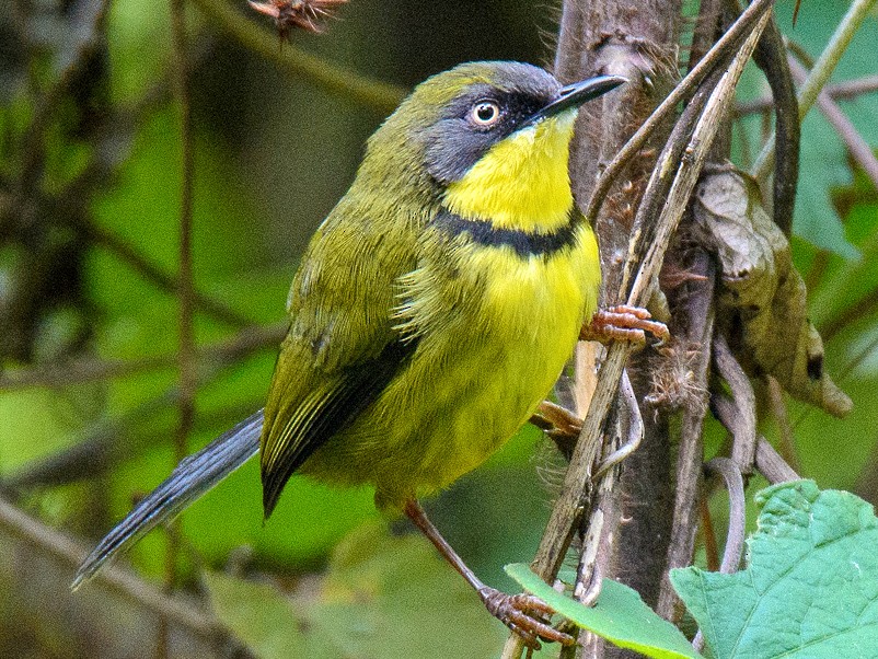 Yellow-throated Apalis - Dylan Vasapolli - Birding Ecotours