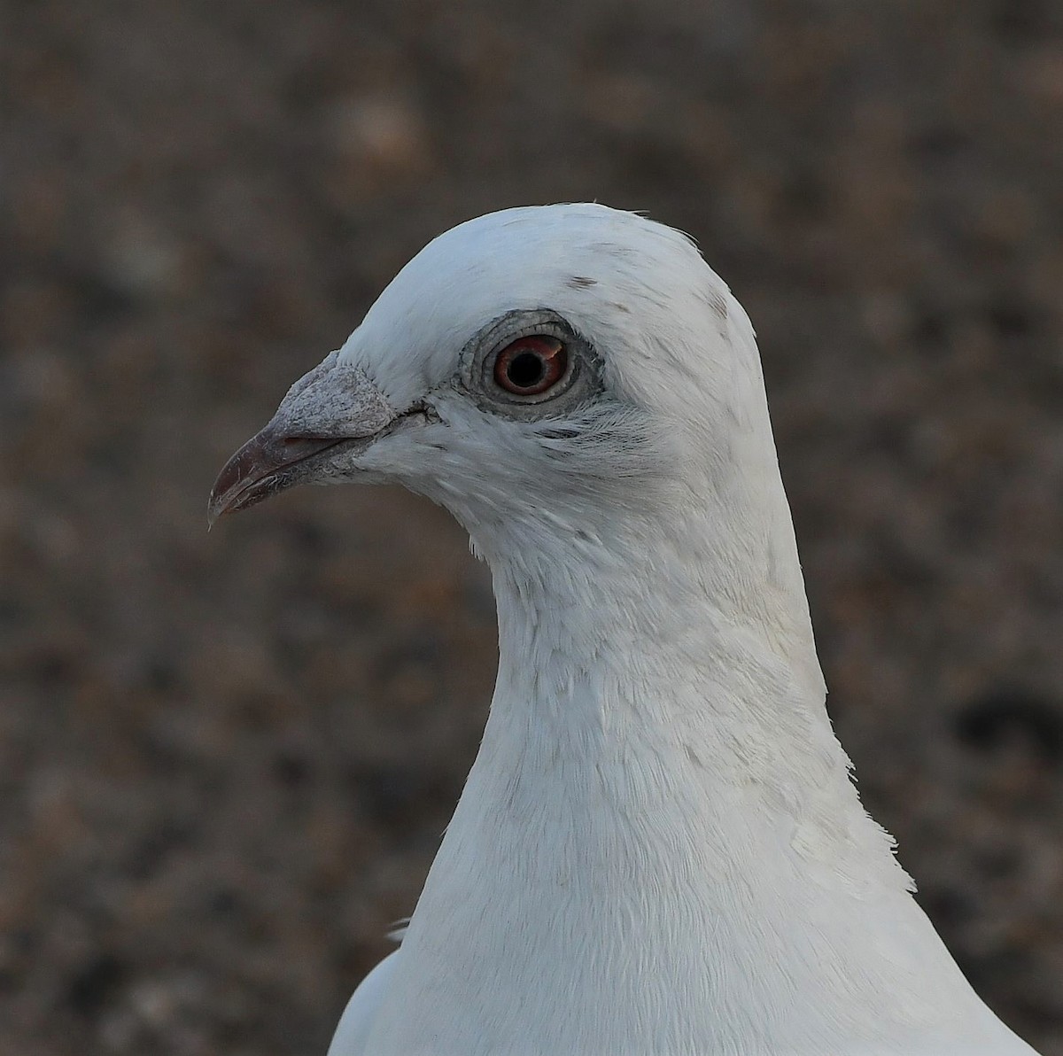 Rock Pigeon (Feral Pigeon) - David Beaudette