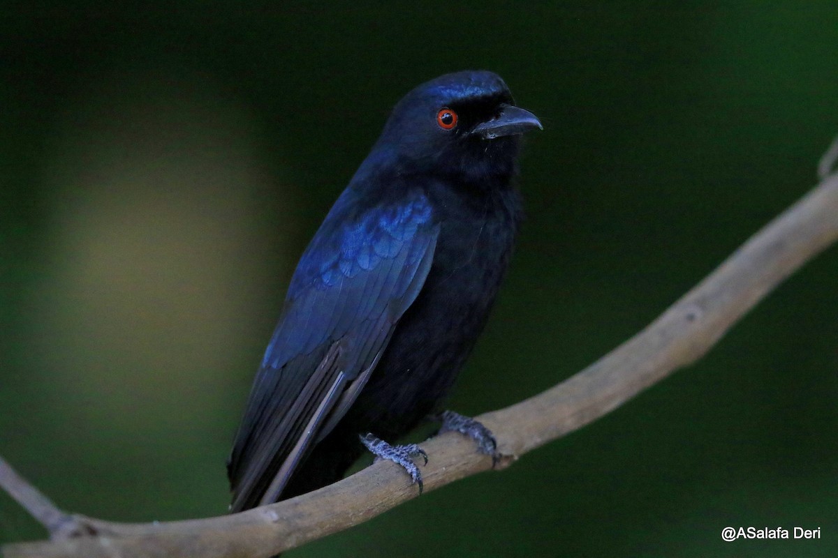 Fork-tailed Drongo (Glossy-backed) - ML254507401