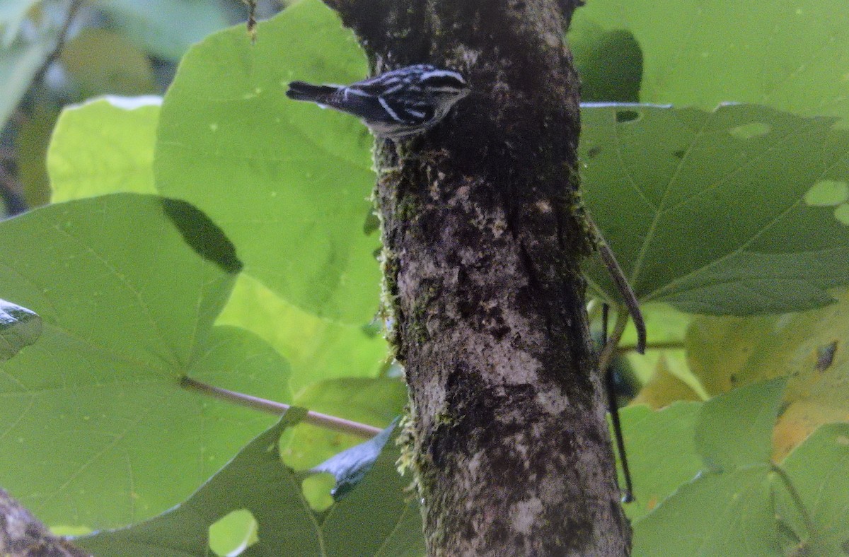 Black-and-white Warbler - ML254508101