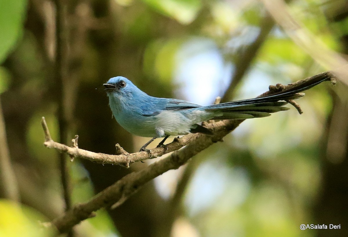 African Blue Flycatcher - Fanis Theofanopoulos (ASalafa Deri)