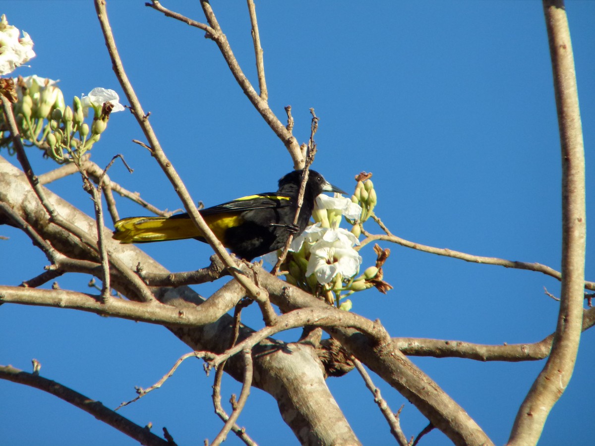 Yellow-winged Cacique - ML254513281