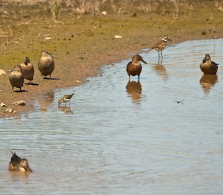 Cinnamon Teal, ML254513291