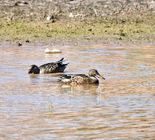 Northern Shoveler, ML254513341