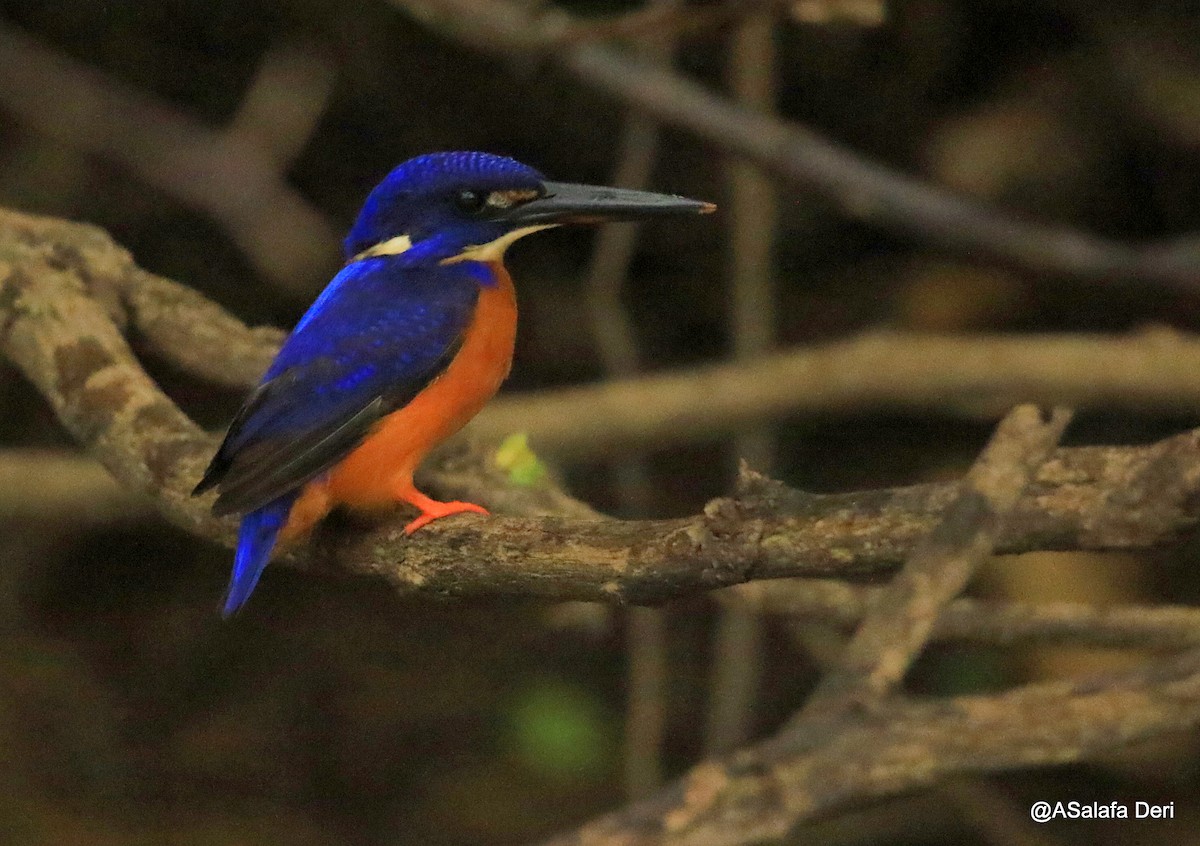 Shining-blue Kingfisher - Fanis Theofanopoulos (ASalafa Deri)