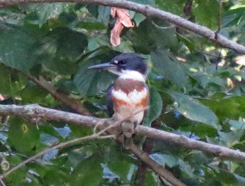 Belted Kingfisher - ML254523081
