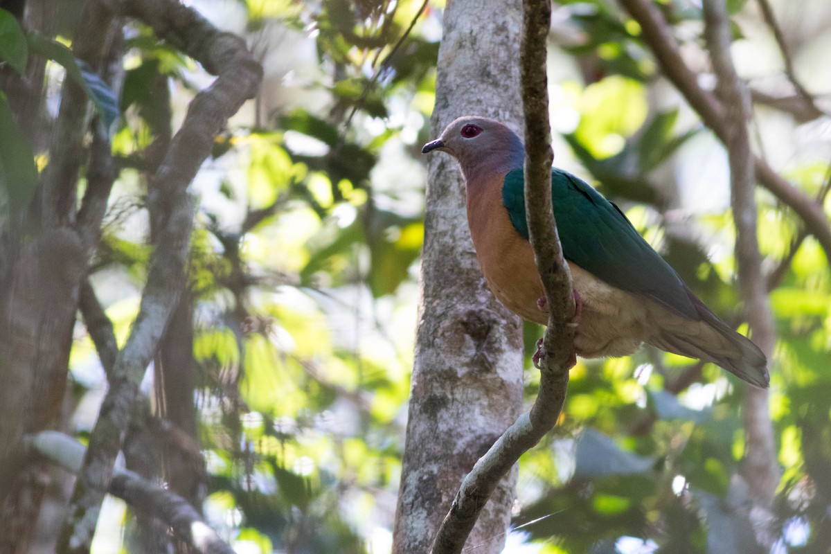 Purple-tailed Imperial-Pigeon - ML254524071