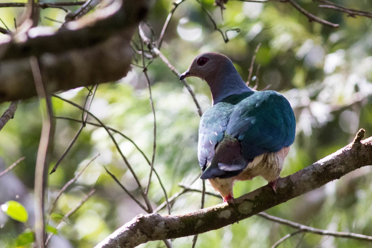 Purple-tailed Imperial-Pigeon - ML254524101