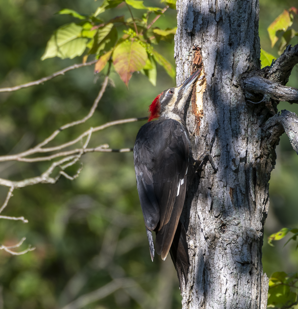 Pileated Woodpecker - ML254529011