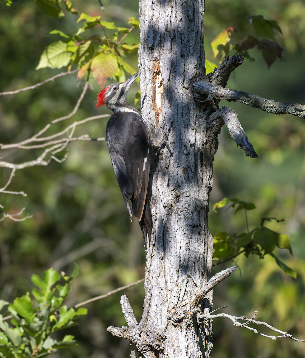 Pileated Woodpecker - ML254529101
