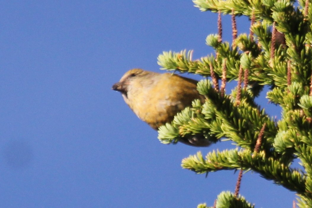 Red Crossbill (Lodgepole Pine or type 5) - ML254531311
