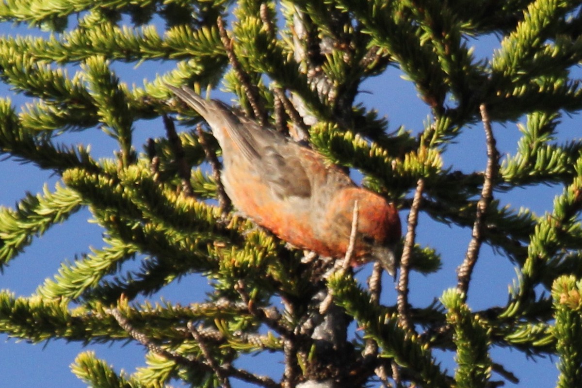 Red Crossbill (Lodgepole Pine or type 5) - ML254531331