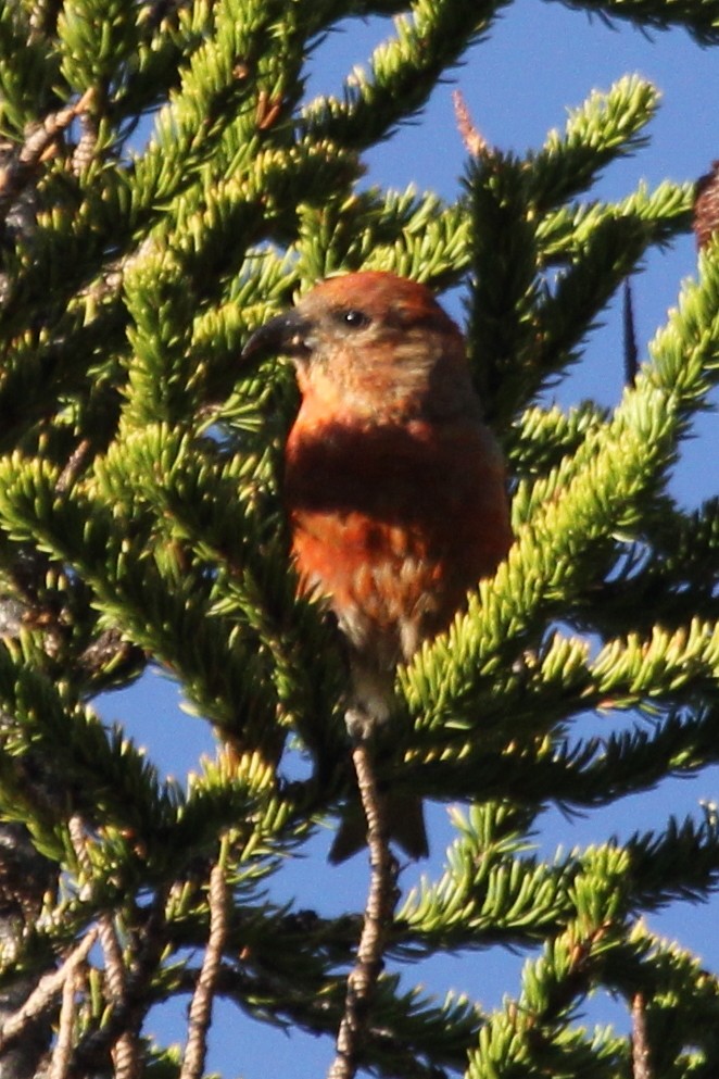 Red Crossbill (Lodgepole Pine or type 5) - ML254532091
