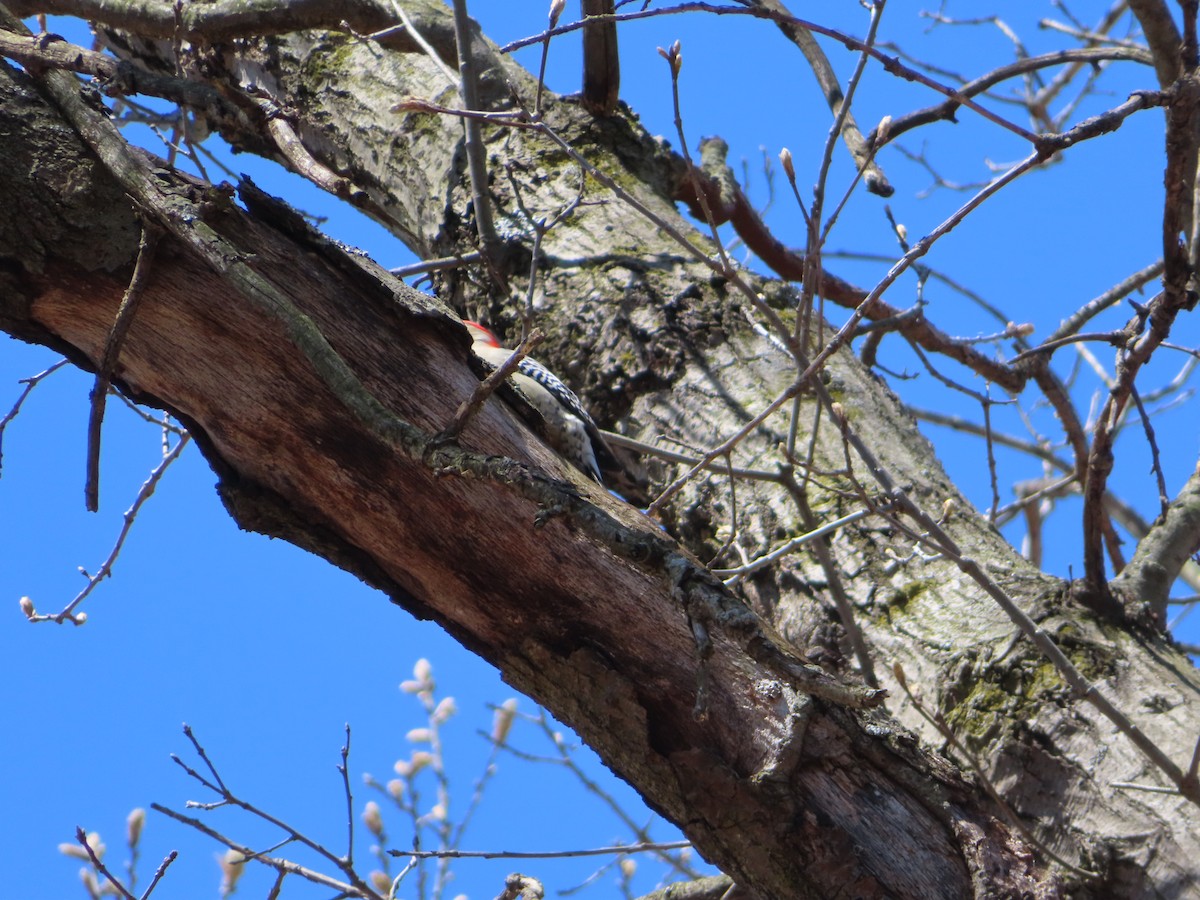 Red-bellied Woodpecker - carolyn spidle