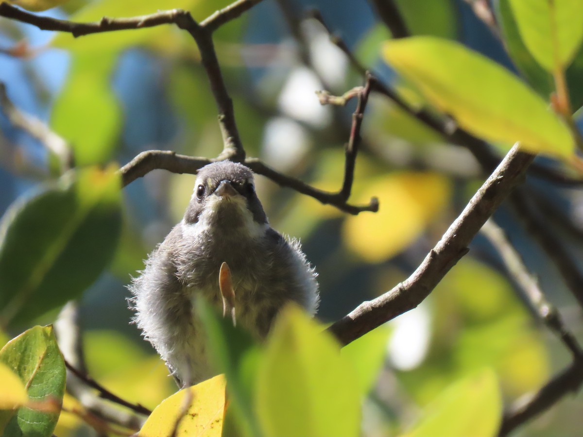 Black-throated Gray Warbler - Sage P
